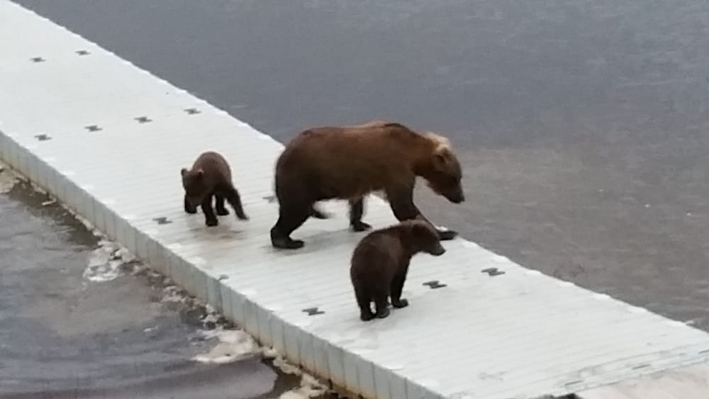 Alaska's Gold Creek Lodge