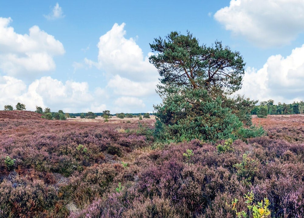 Chalet in Veluwe Near Hoge Veluwe Park