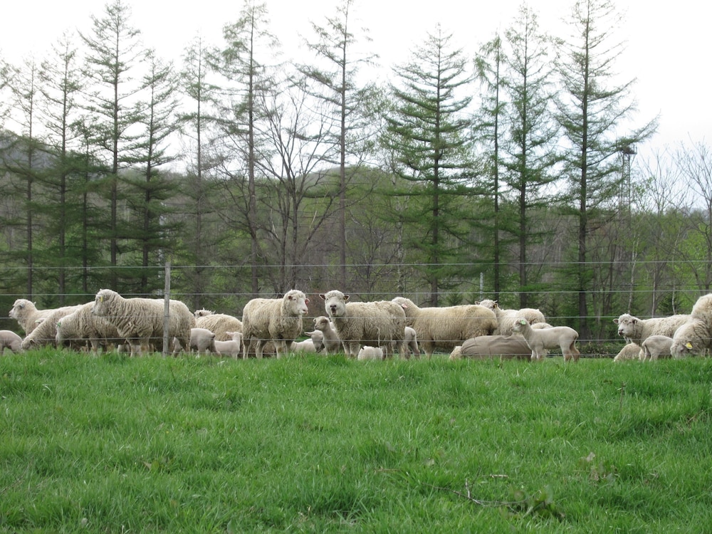 Yorkshire Farm