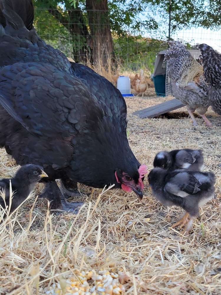8 Mile Farm B&B