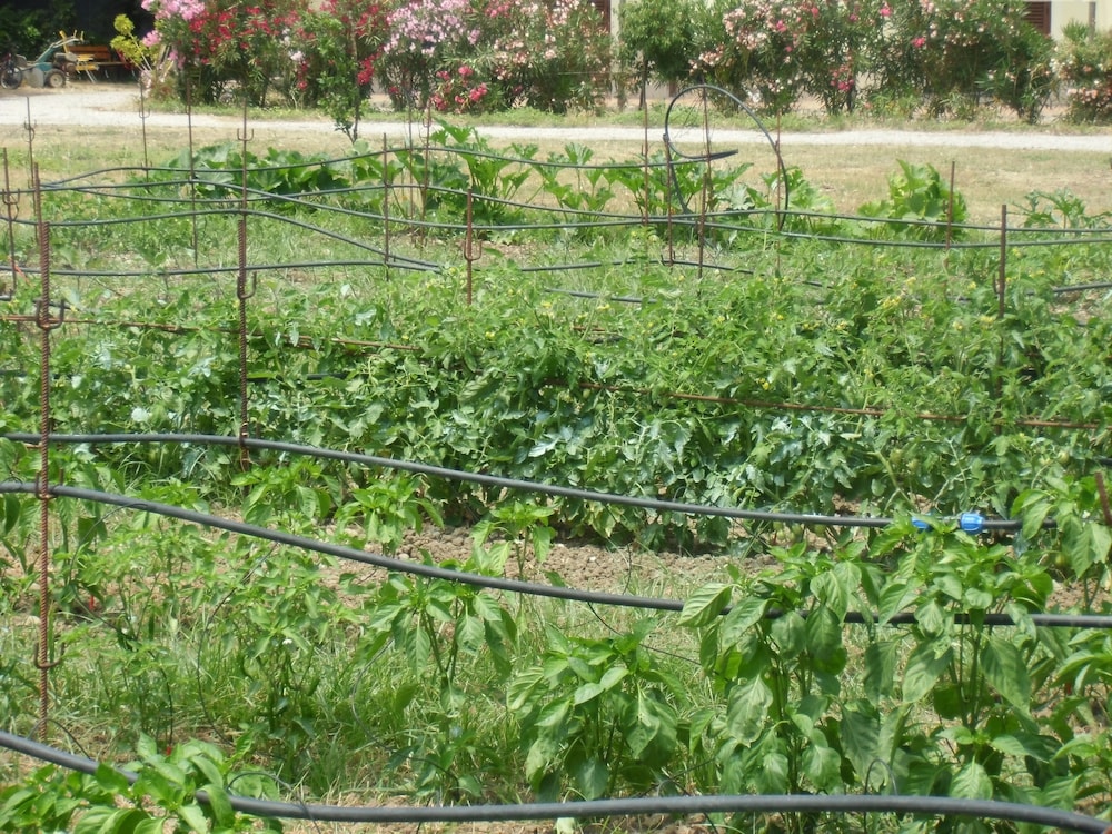 Stella di Sicilia