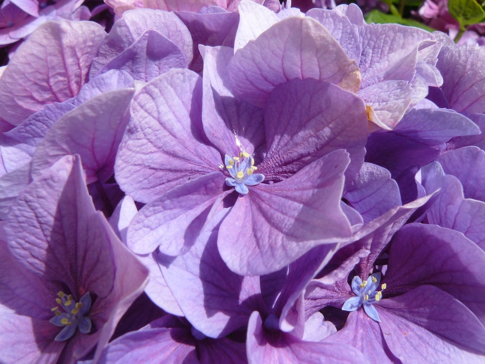 A L'ombre des Pommiers, photo 9