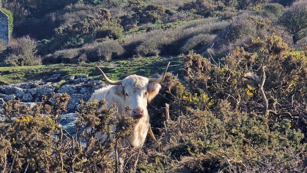 Seaside Escape at Ty Bugail - Holyhead