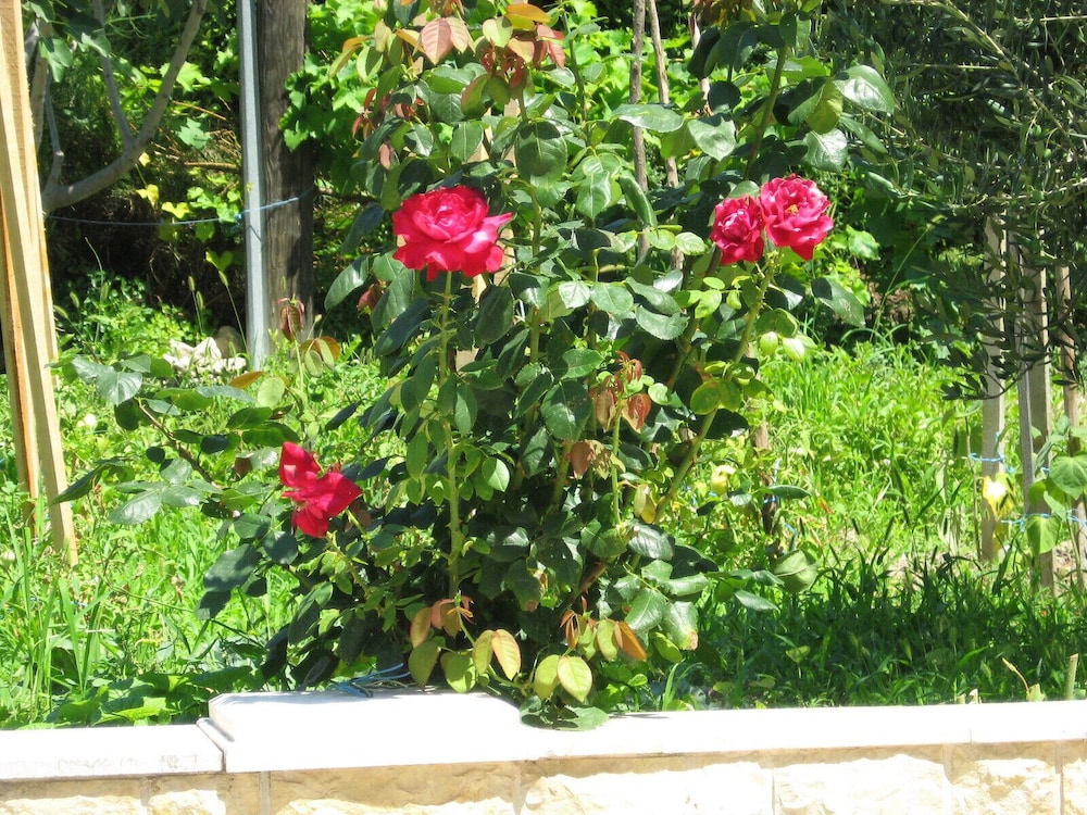 Photo 8