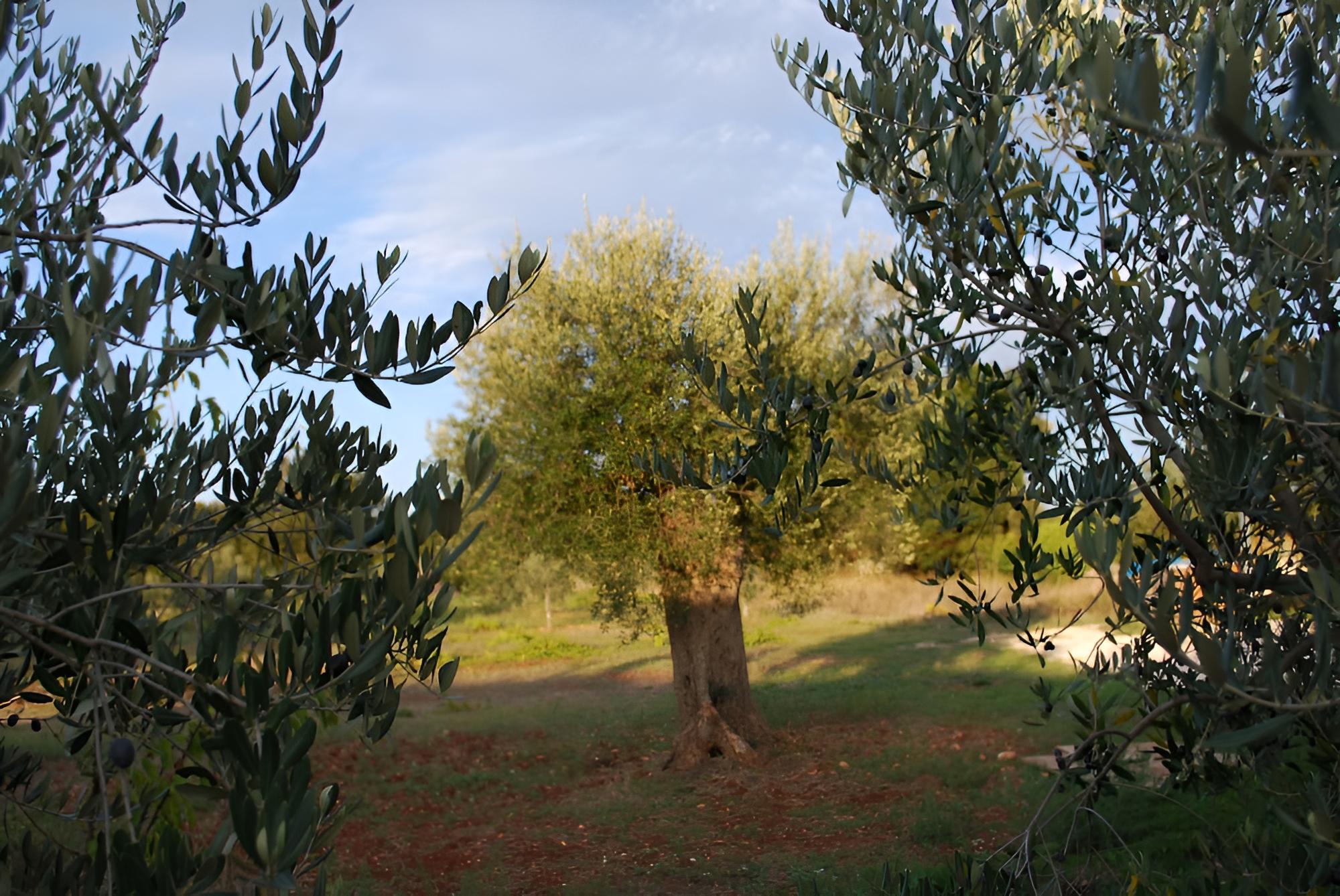 B&B Macchia Mediterranea