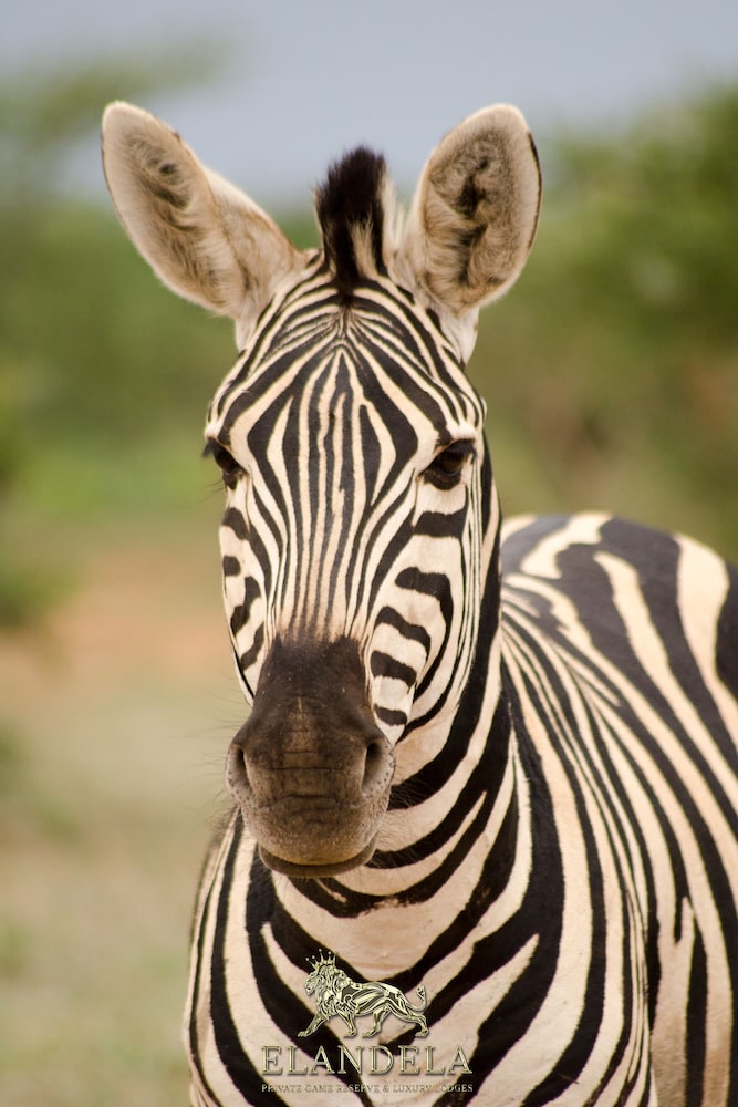 Elandela Private Game Reserve & Luxury Lodge
