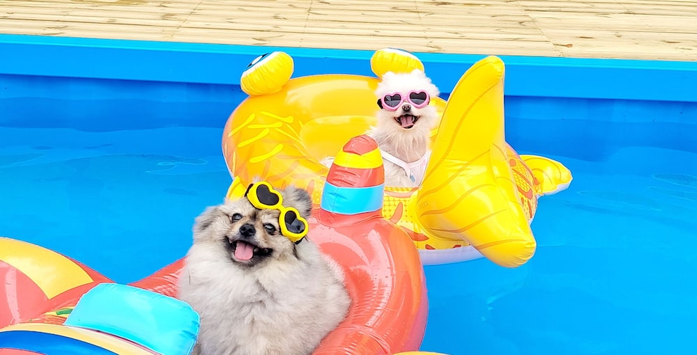 Hongcheon Lucky Dog Pension