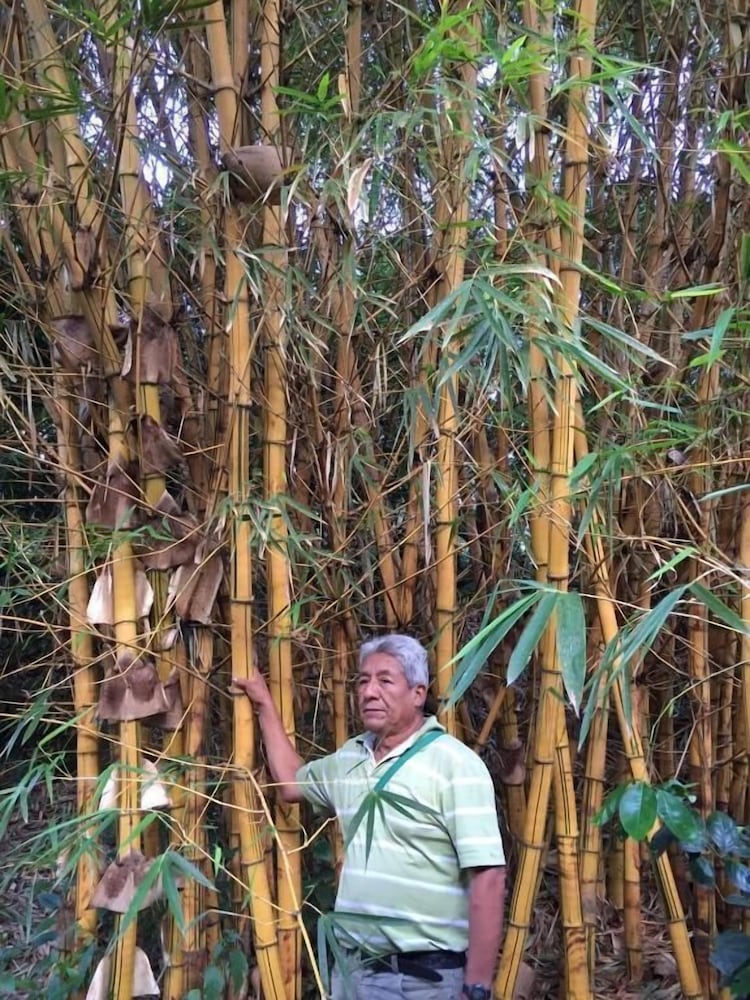 El Mangal