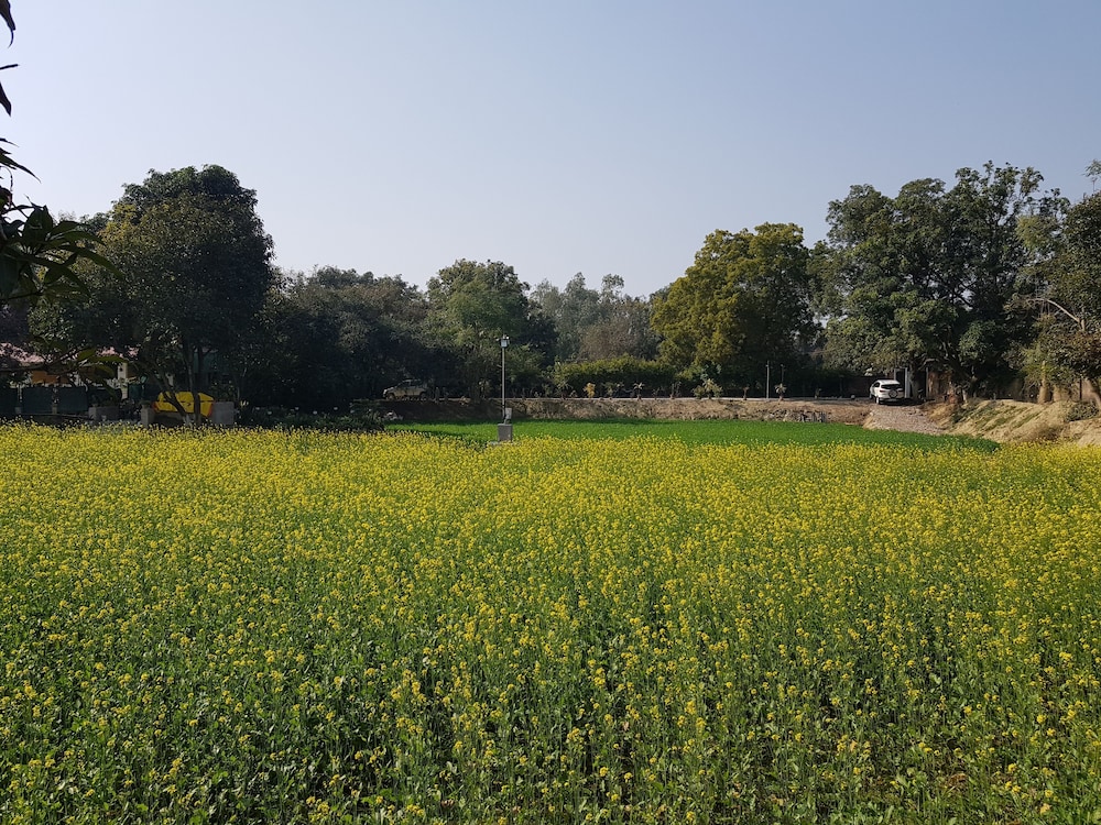 Koko's Farm