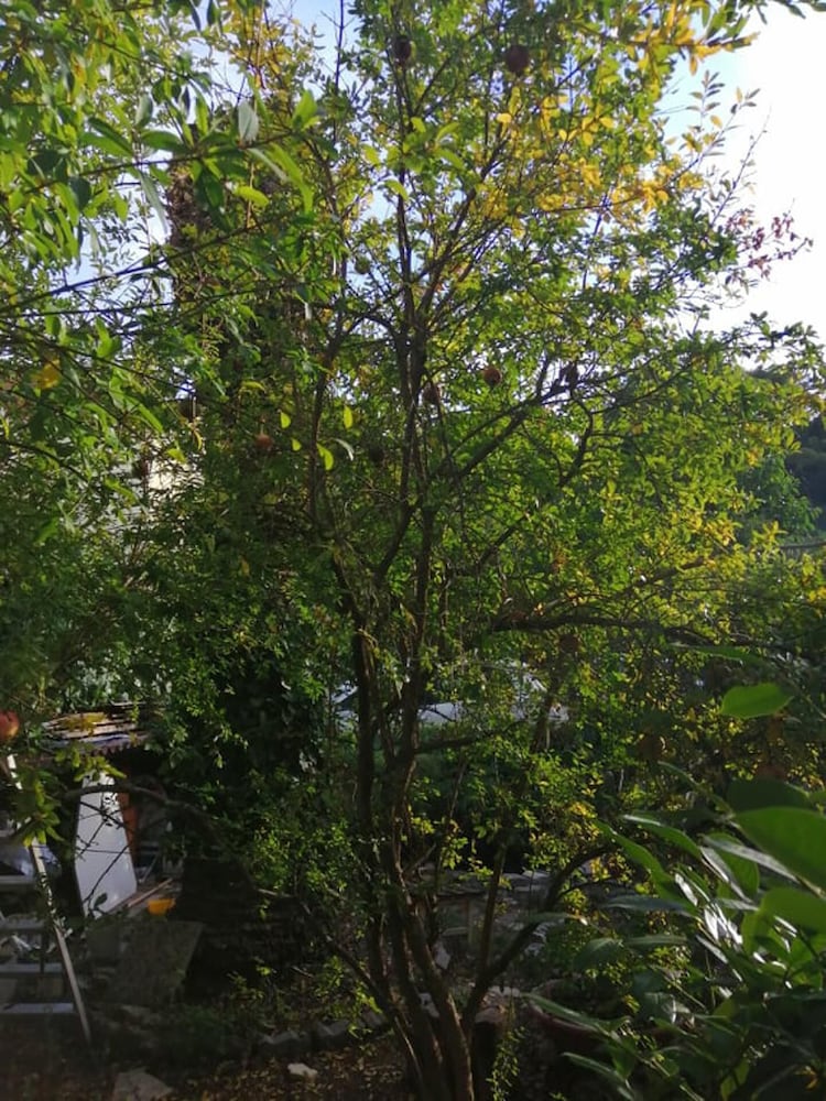 Photo 27