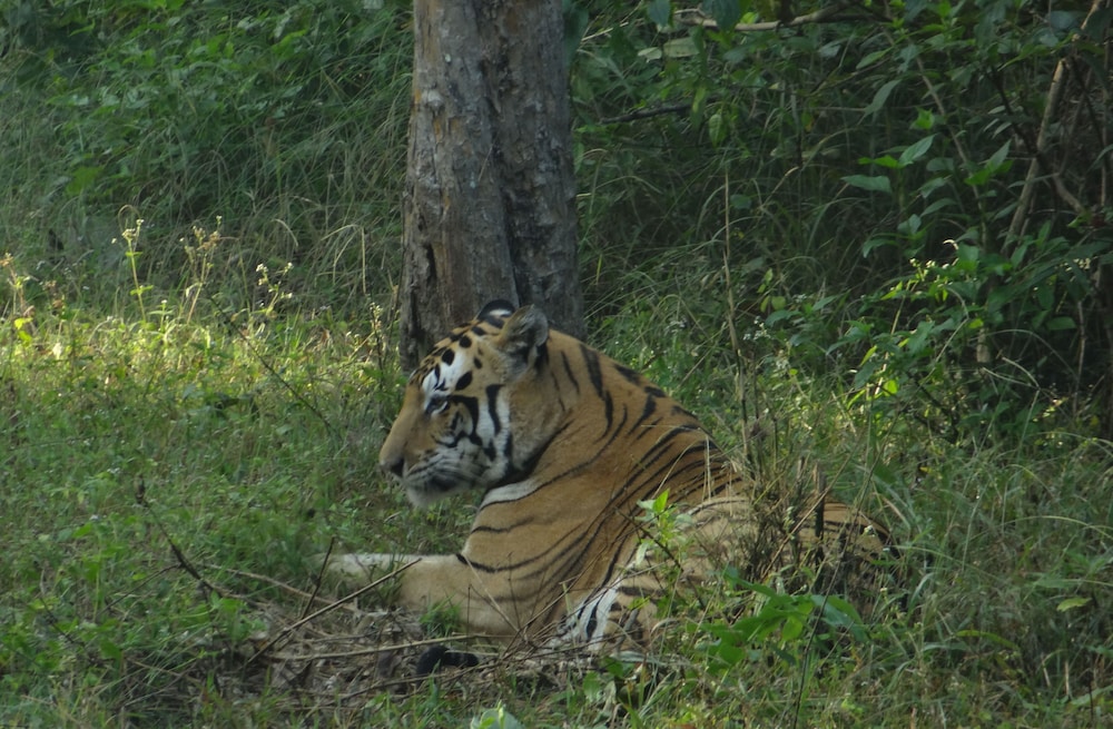 Windsor Tiger Resort