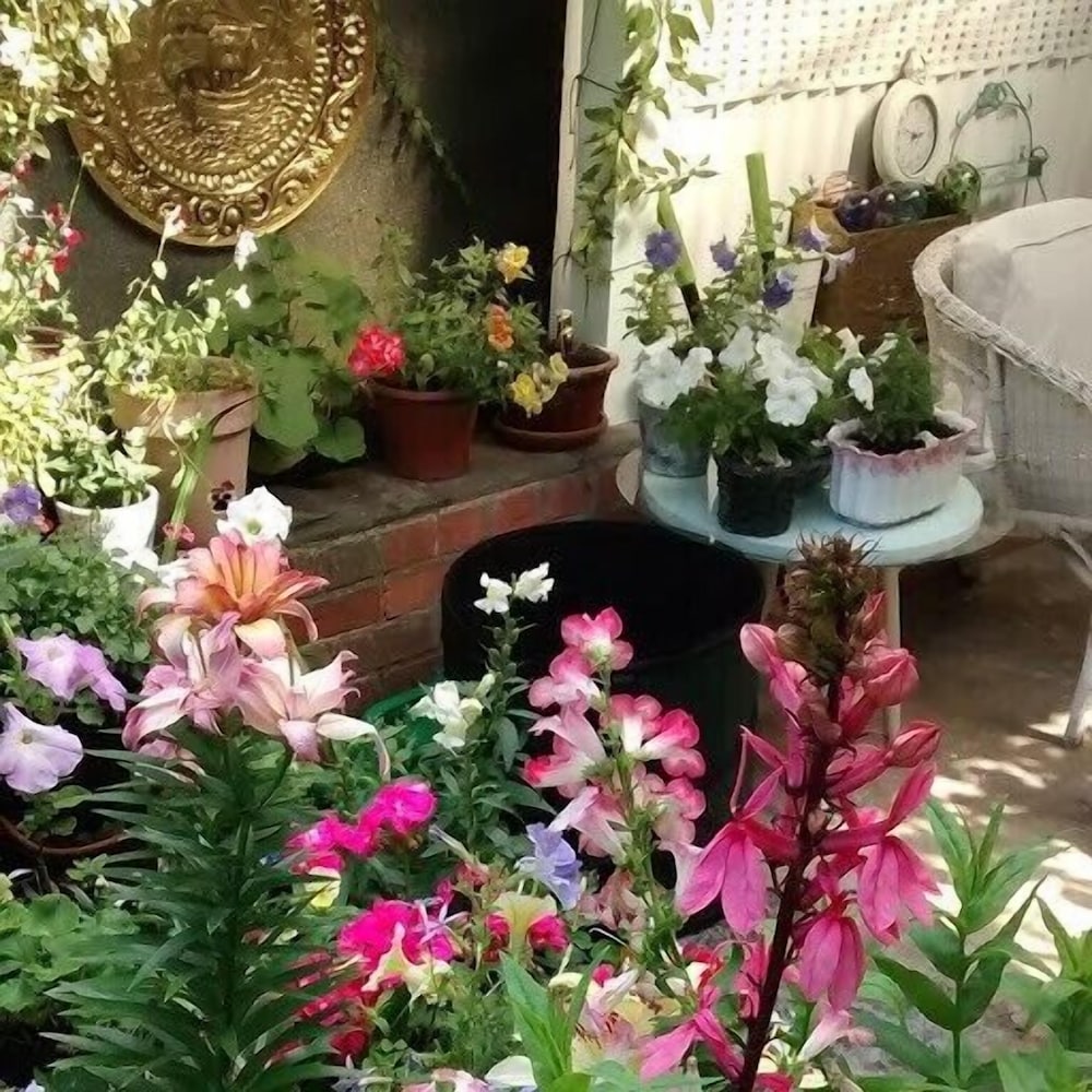Arts & Bichons B&B