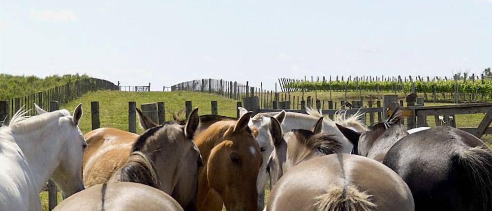 Finca Piedra