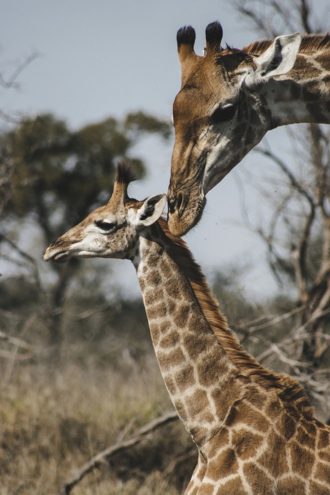 Singwe Private Safari lodge