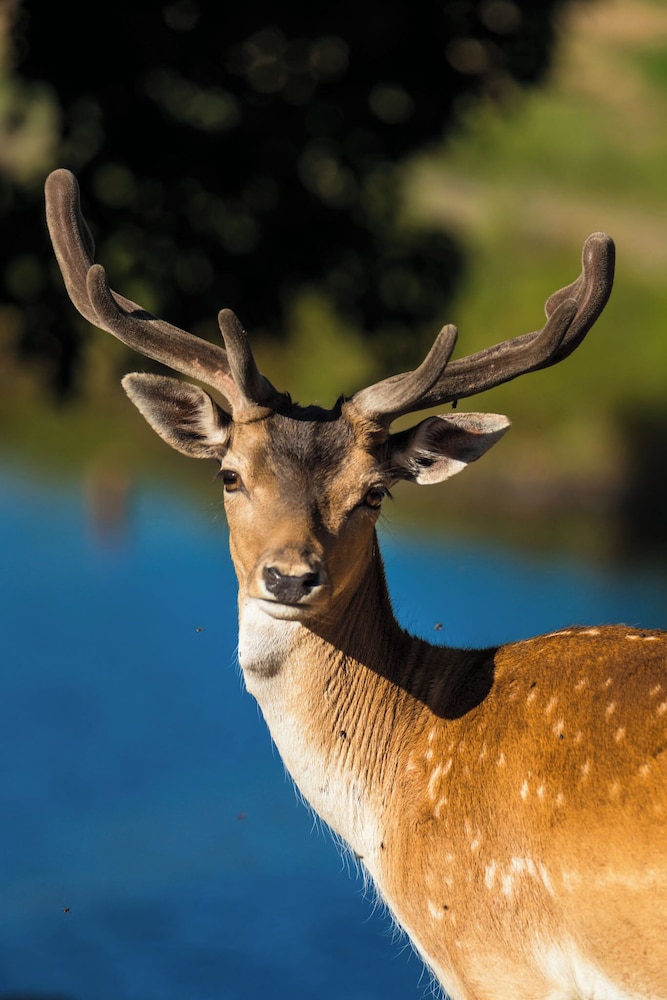 Ulvereds Hjorthägn view 4