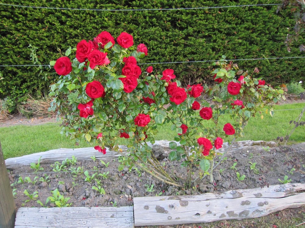Photo 45