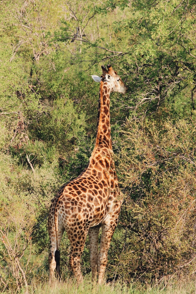 Nyati Safari Lodge