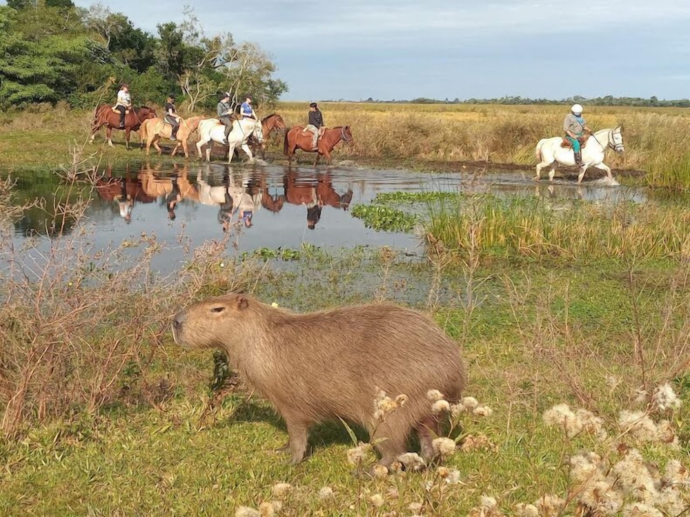 Wild Wetlands Lodge