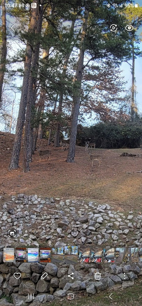 The Bear Den