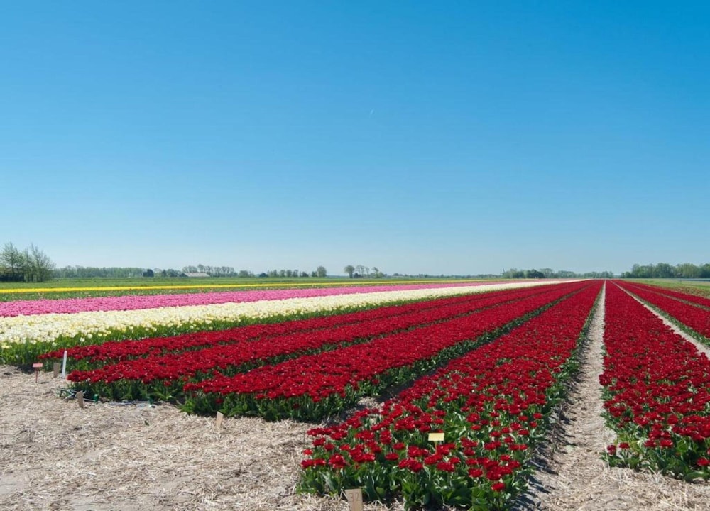 Apartment in Netherlands Near the Coast