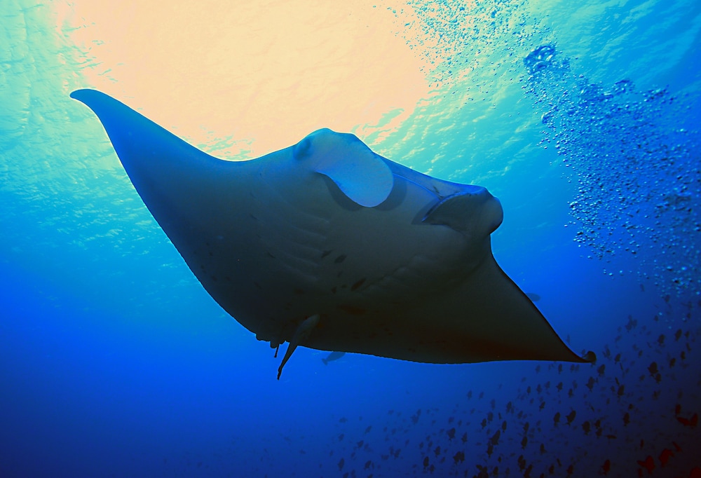 Jerrys Dive Lodge photo 5