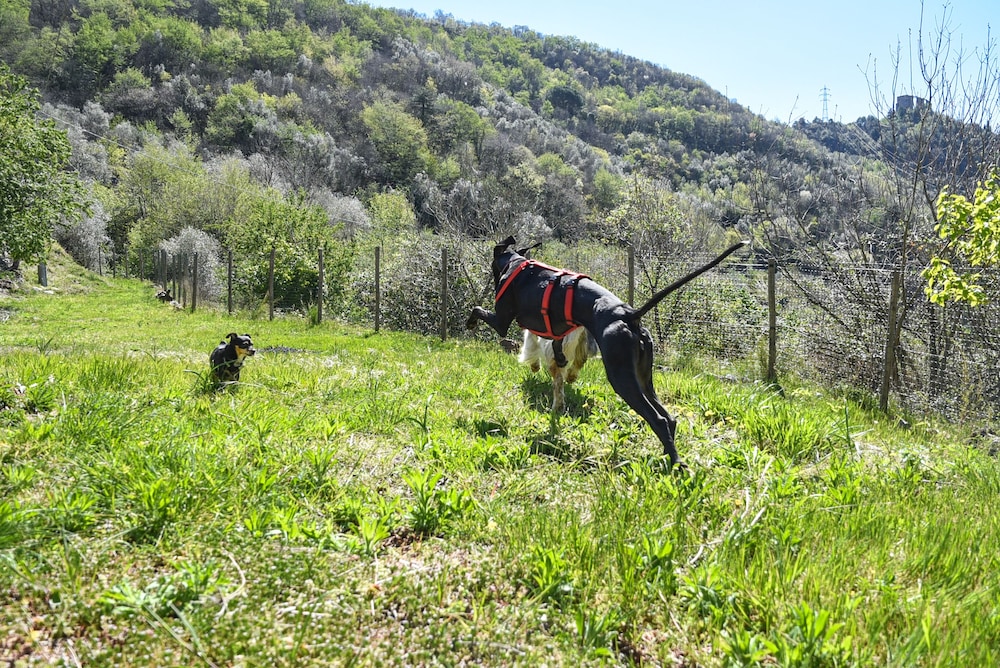 Photo 21