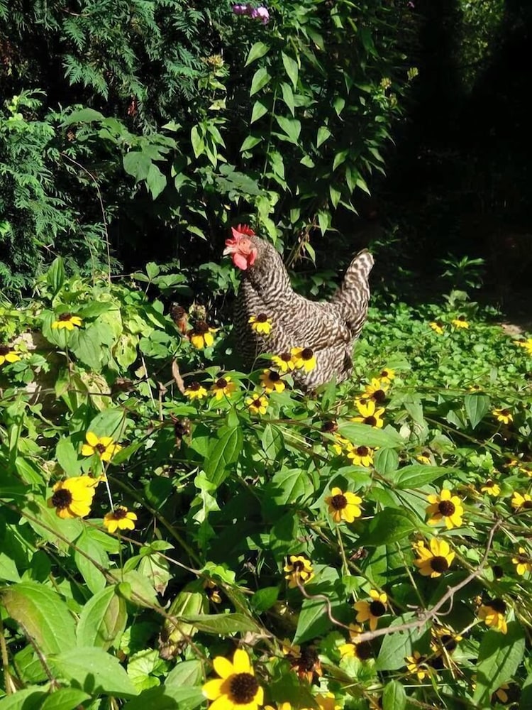 Milwaukee Vacations - Manderley Bed and Breakfast - Property Image 5