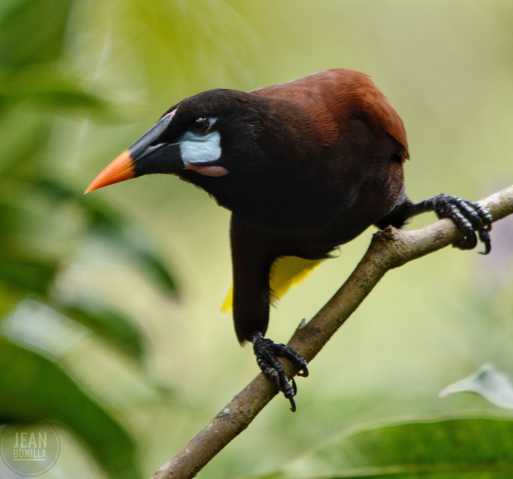 Yatama Ecolodge Sarapiqui