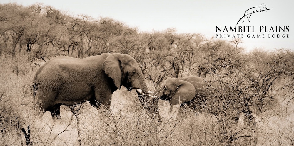 Nambiti Plains Private Game Lodge