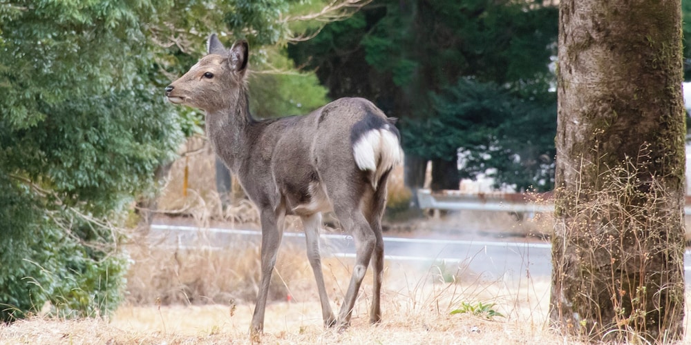 kasibessou guranpingu himesyara