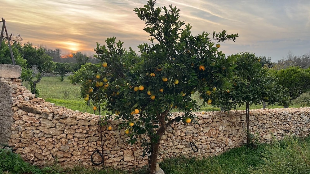 Tenute Masseria Notari