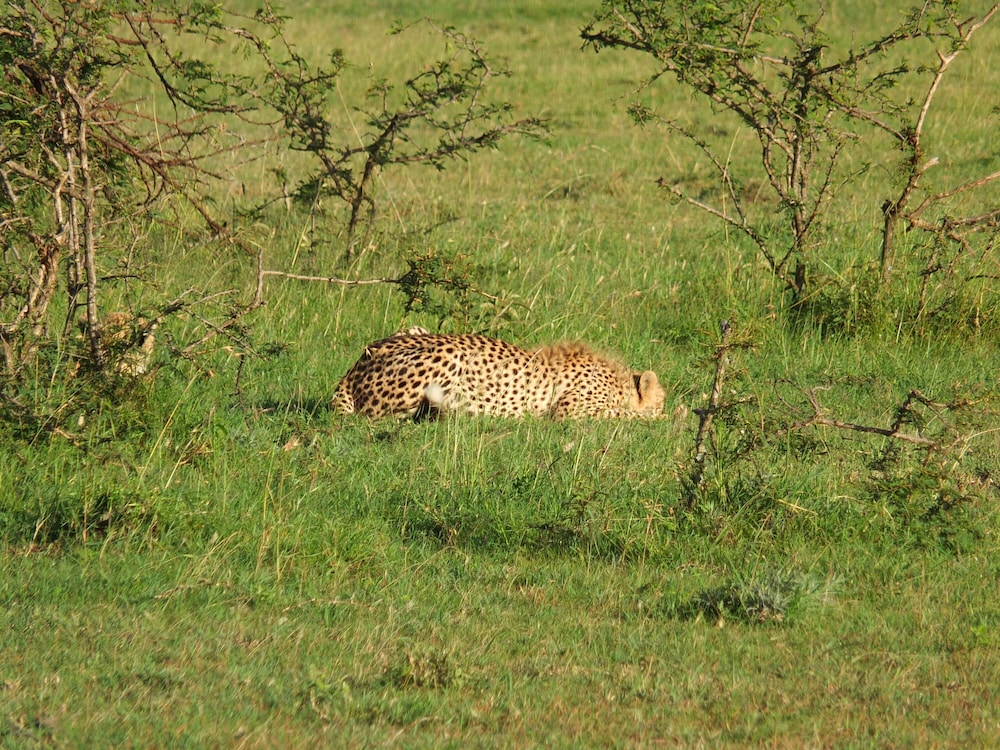 Mara Ngenche Safari Camp