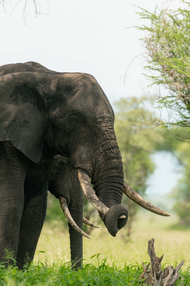 Mawe Luxury Tented Camp