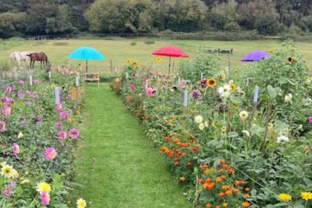 Flower Farm Glamping Retreat in Suffolk