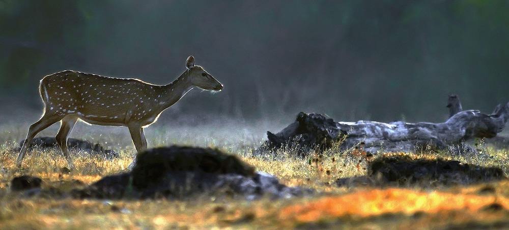 Coorg Wild Walk- CGH Earth Saha