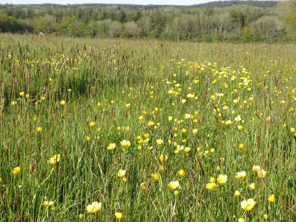 Hay Meadow Farm