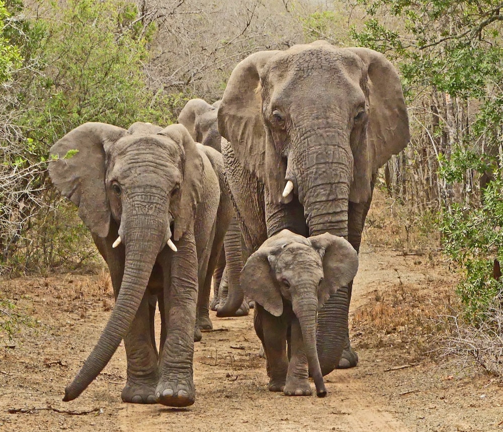 Thula Thula Game Lodge