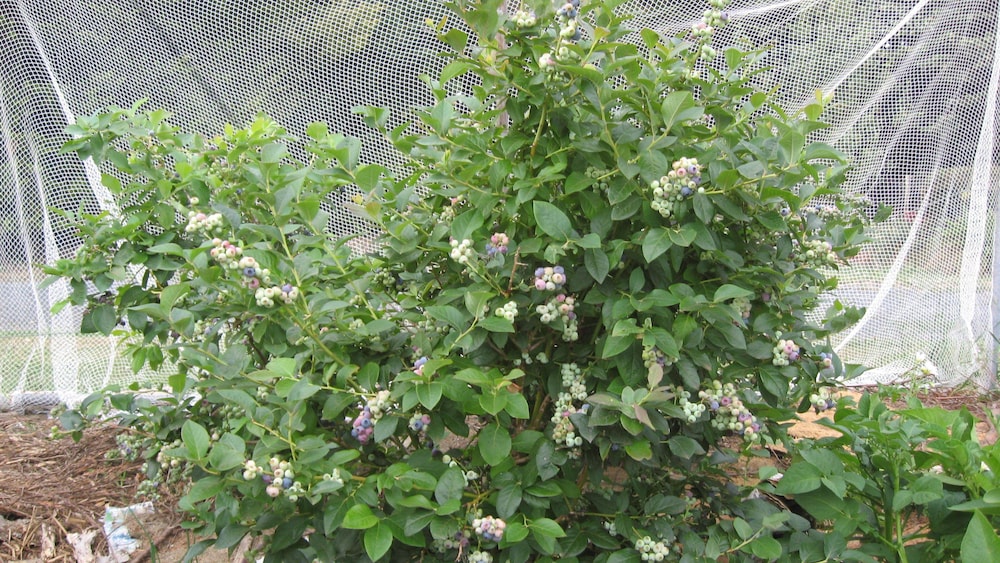 Blueberry B & B