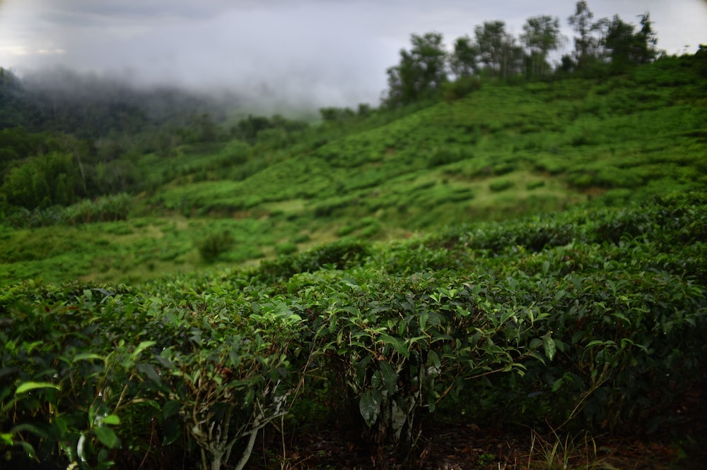 Sabah Tea Resort
