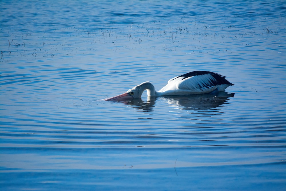 Pelican Caravan Park