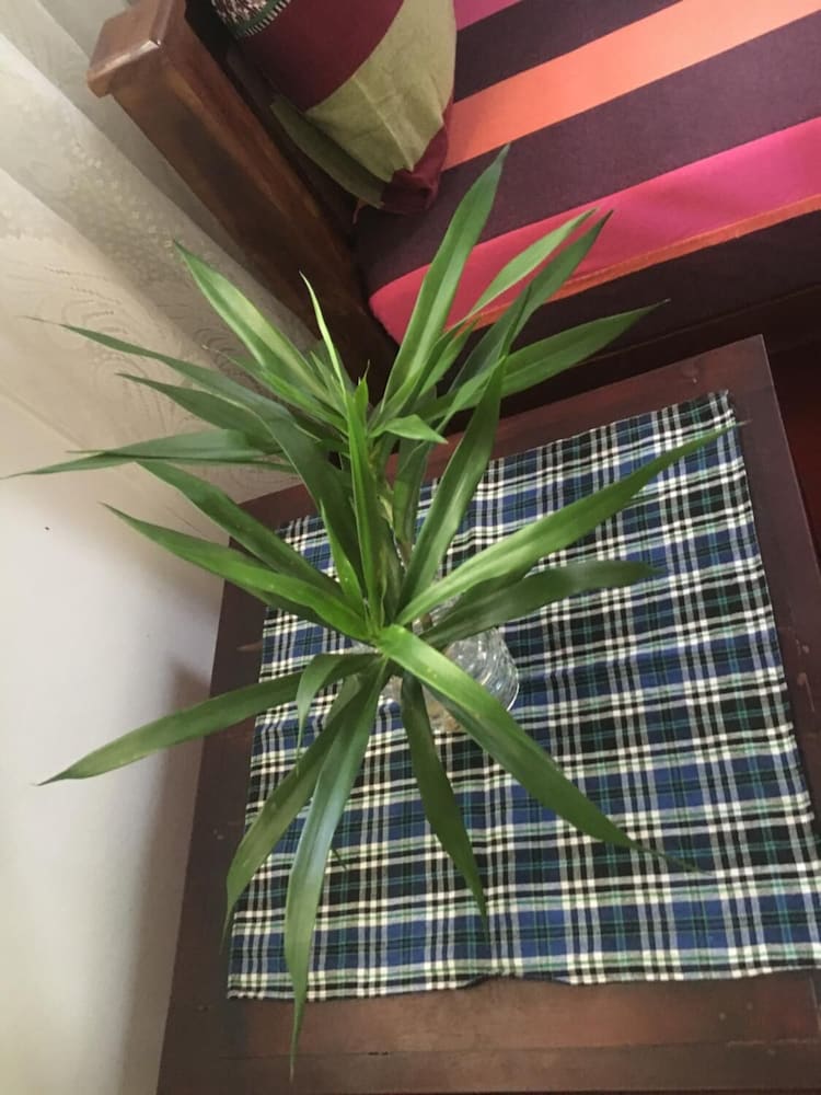 Jungle Guest House