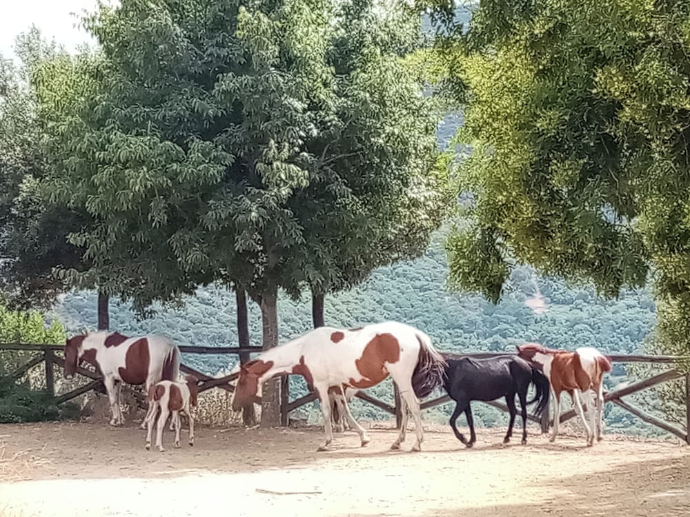 Sardinian Villa Enjoy Stintino With Your Pets !