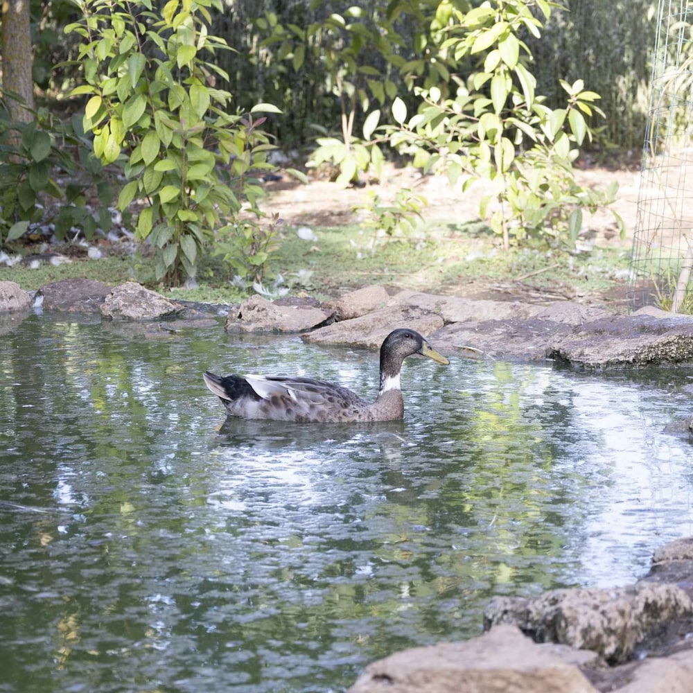 Photo 56