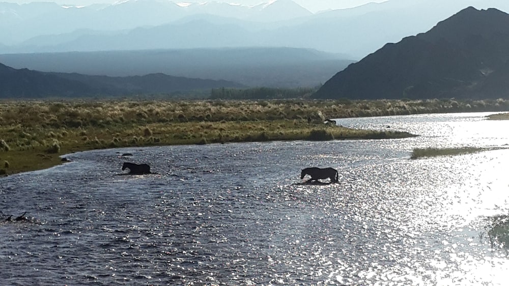 Complejo Río los Patos - Cabañas y Hostel