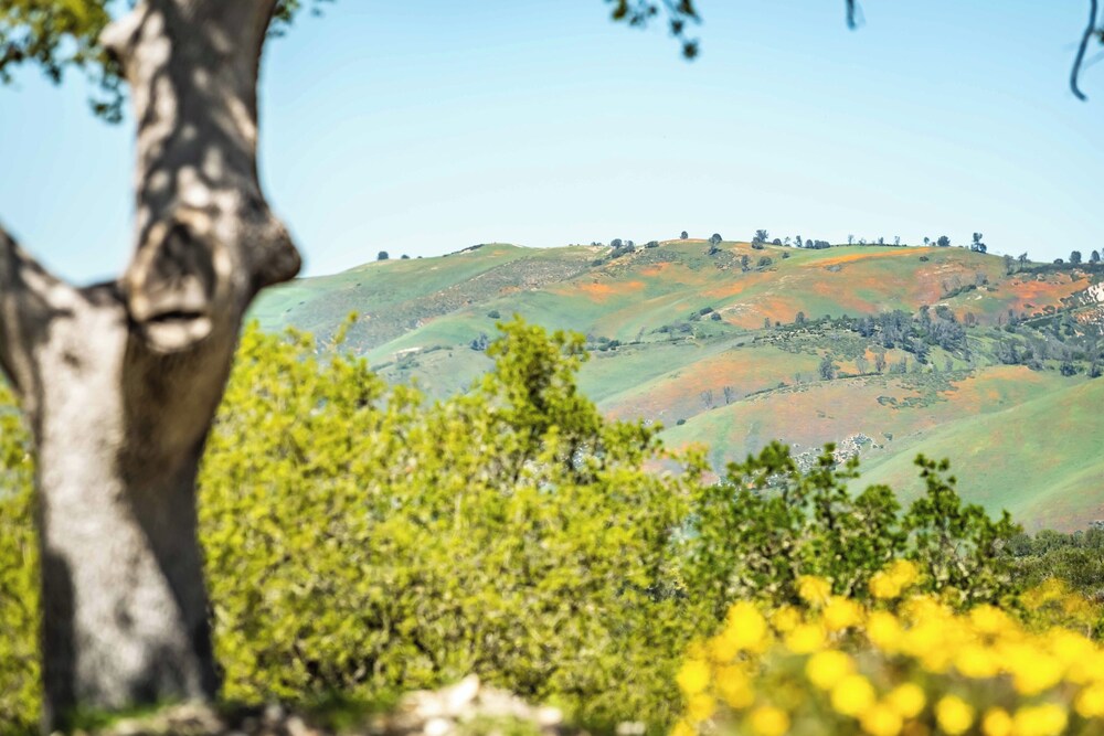 Blue Oak Oasis At Lake Naci