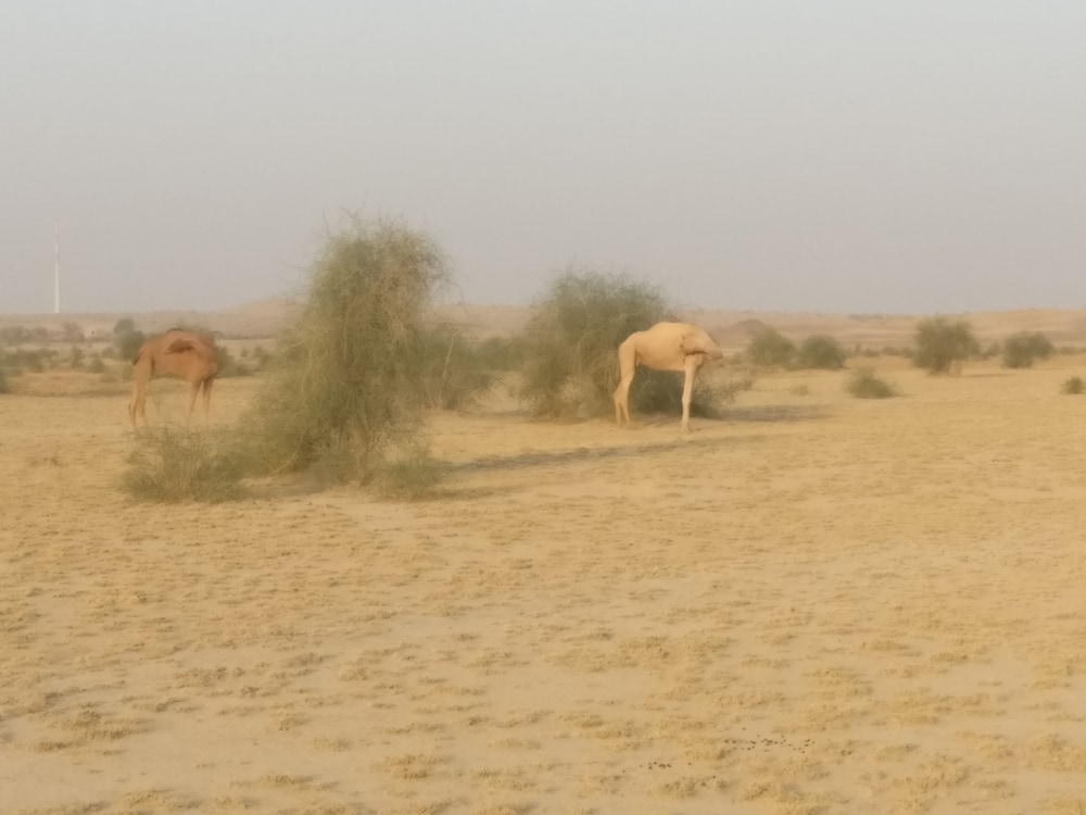 Savi Camps