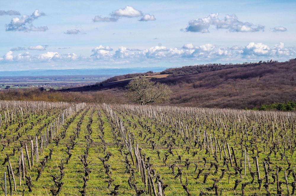 Domaine Joseph Lafarge