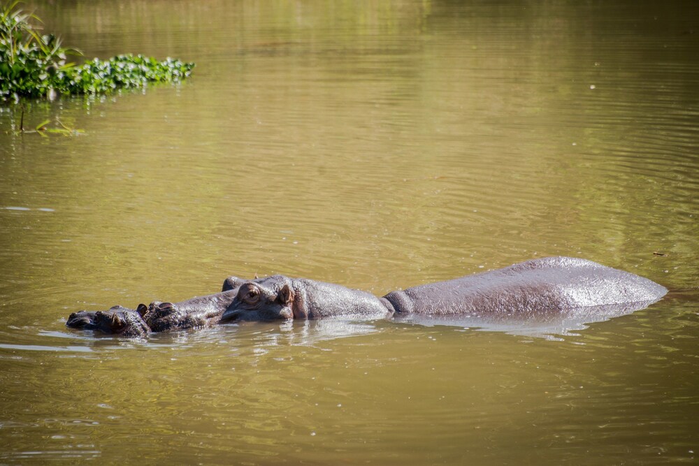 Maramba River Lodge