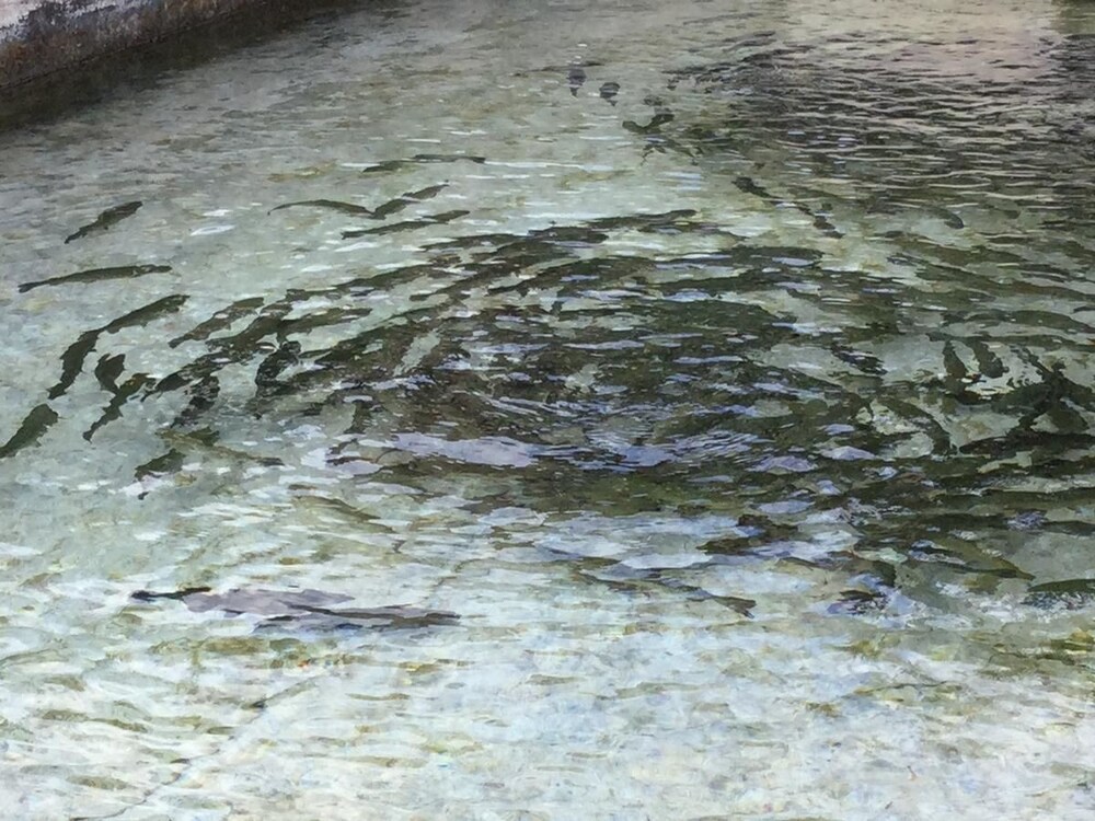 La Fonte