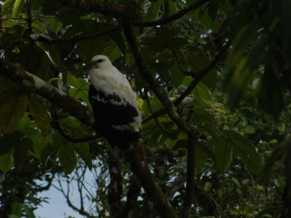 Pura Vidaville - Toucan's Nest